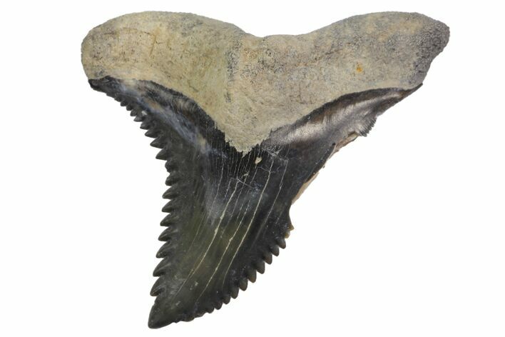 Fossil Shark Tooth (Hemipristis) - Bone Valley, Florida #145135